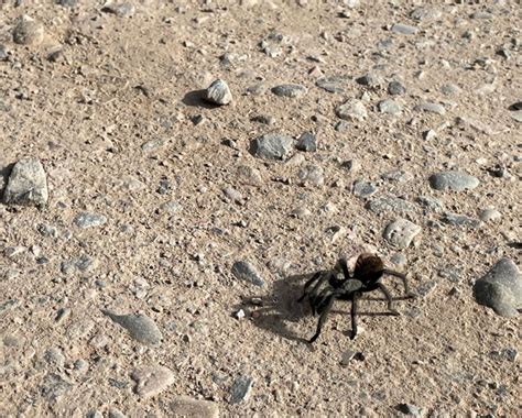 pueblo tarantula migration|tarantula migration pueblo colorado.